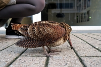 houtsnip (Scolopax rusticola) 22-11-2016 3428
